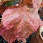 Acalypha wilkesiana Leaf