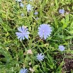 Cichorium endiviaFlower