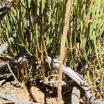 Ephedra viridis Levél