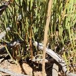 Ephedra viridis Leaf