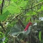 Anthurium formosum Leaf