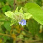 Jacquemontia tamnifolia Blüte
