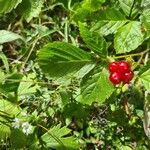 Rubus saxatilisVrucht