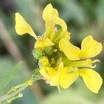 Hirschfeldia incana Flower