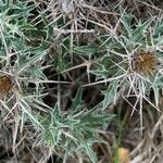 Carlina tragacanthifolia Ffrwyth