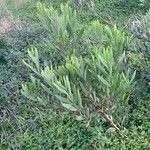 Acacia longifolia Leaf