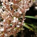 Helmholtzia glaberrima 花