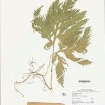 Selaginella parkeri Лист