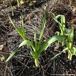 Allium ampeloprasum Habitus