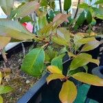 Photinia × fraseri Leaf