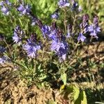 Veronica prostrata 花