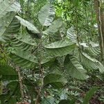 Pseudospondias microcarpa Leaf