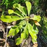 Banksia robur पत्ता
