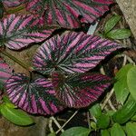 Begonia brevirimosa Leaf