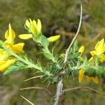 Genista anglica Azala