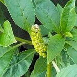 Phytolacca octandra 花