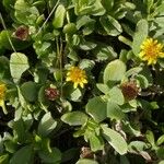 Borrichia arborescens Blomst