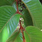 Vismia macrophylla Leaf