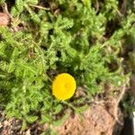 Cotula lineariloba 花