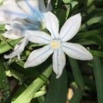 Androstephium coeruleum Flower