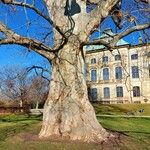 Platanus × hispanica Staniste