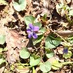 Viola × melissifolia Flower