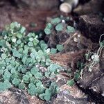 Cymbalaria aequitriloba Leaf