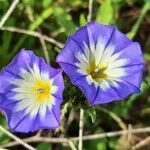 Convolvulus tricolor Çiçek