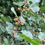 Frangula alnus Fruit