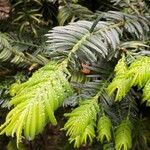 Cephalotaxus fortunei Blad