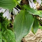 Hosta longipes Листок