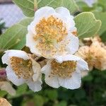 Actinidia deliciosa Flower