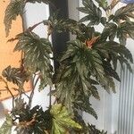 Begonia aconitifolia Blad