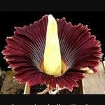 Amorphophallus titanum Flower