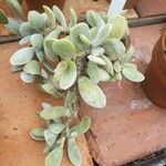 Adromischus leucophyllus