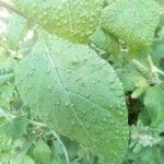Hoffmannanthus abbotianus Folha