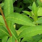 Lysimachia clethroides Hoja