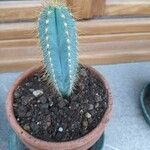 Pilosocereus pachycladus ഇല