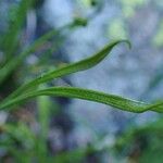 Asplenium septentrionale Lubje