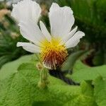 Sparrmannia africana Flower