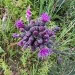 Cirsium palustre Flower