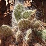 Opuntia polyacantha Folha