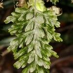 Hymenophyllum humboldtianum Fulla