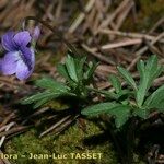 Viola pinnata Habit