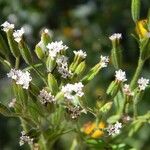 Stevia micrantha Flower