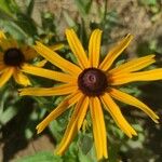 Rudbeckia hirtaBloem