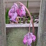 Dicentra formosa Floare