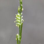 Glyceria fluitans Flower