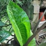 Alocasia macrorrhizos Blad