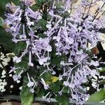 Plectranthus zuluensisFlor